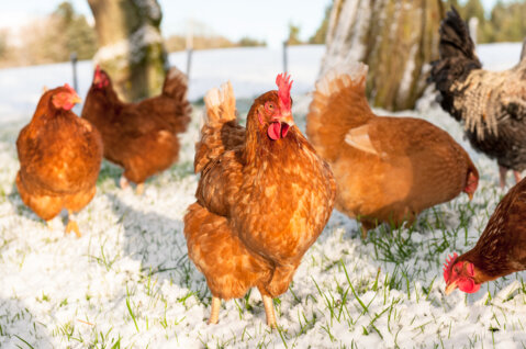BILD_Hühner im Schnee_Quelle_iStock