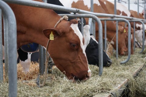 cow-3342847
