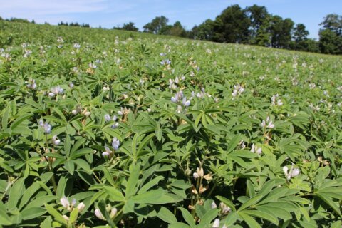 lupine_gof_d