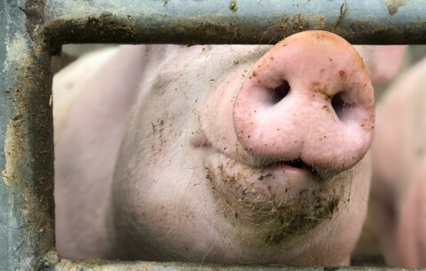 Schwein