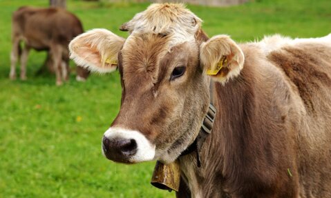Agrar-Quiz: Hitzestress bei Kühen