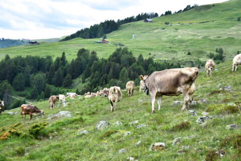 1000 Kühe auf der Alp_Keller