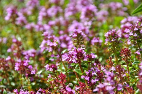 AdobeStock_71687468_Thymian