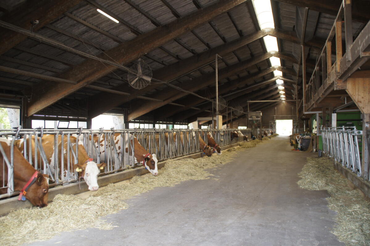 Anstalten-Witzwil_Milchviehstall-04_rho