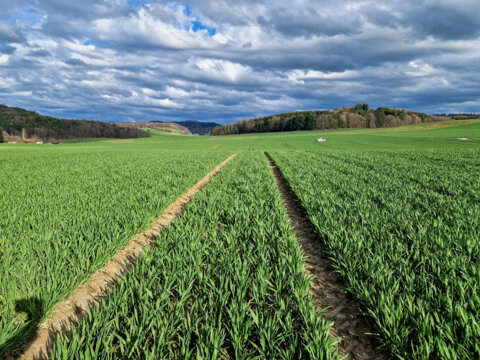 Arina Ende Bestockung 2024