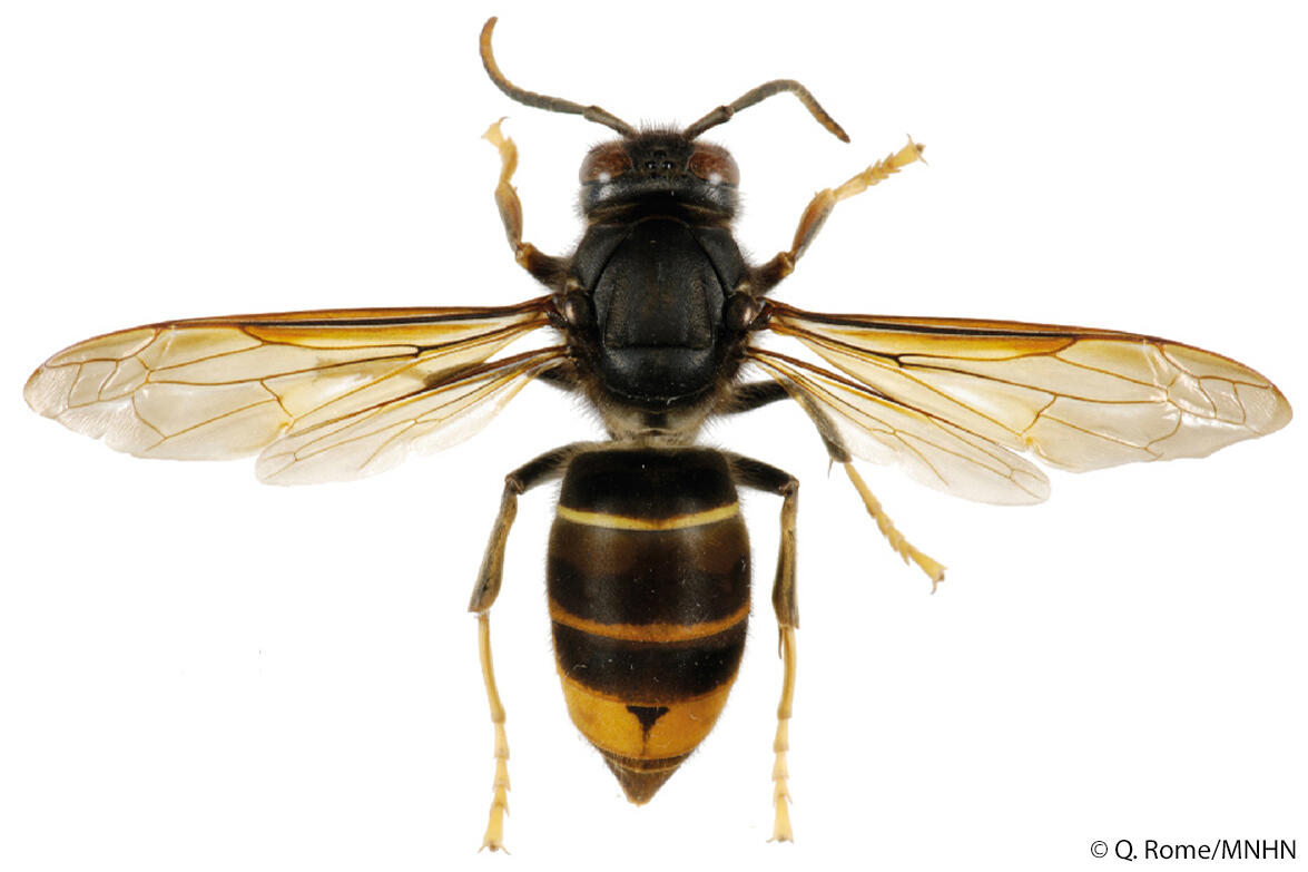 Il est légèrement plus petit que l'espèce indigène. Sa couleur principale est le noir avec de fines bandes jaunes sur l'abdomen et l'extrémité de ses pa...