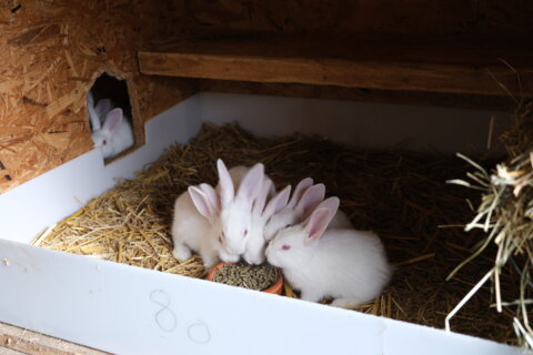 Bild_Kaninchen_Quelle_UFA