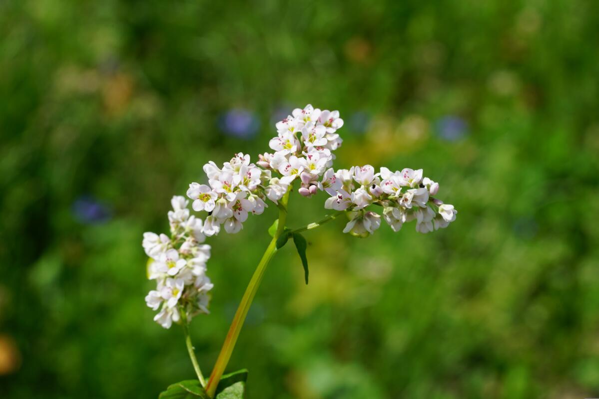 Dans les bandes fleuries, on trouve de nombreuses espèces, y compris le sarrasin, qui offre une abondance de pollen et libère du phosphore.