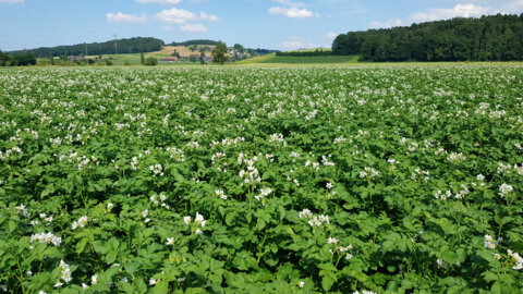 Kartoffeln in Blüte
