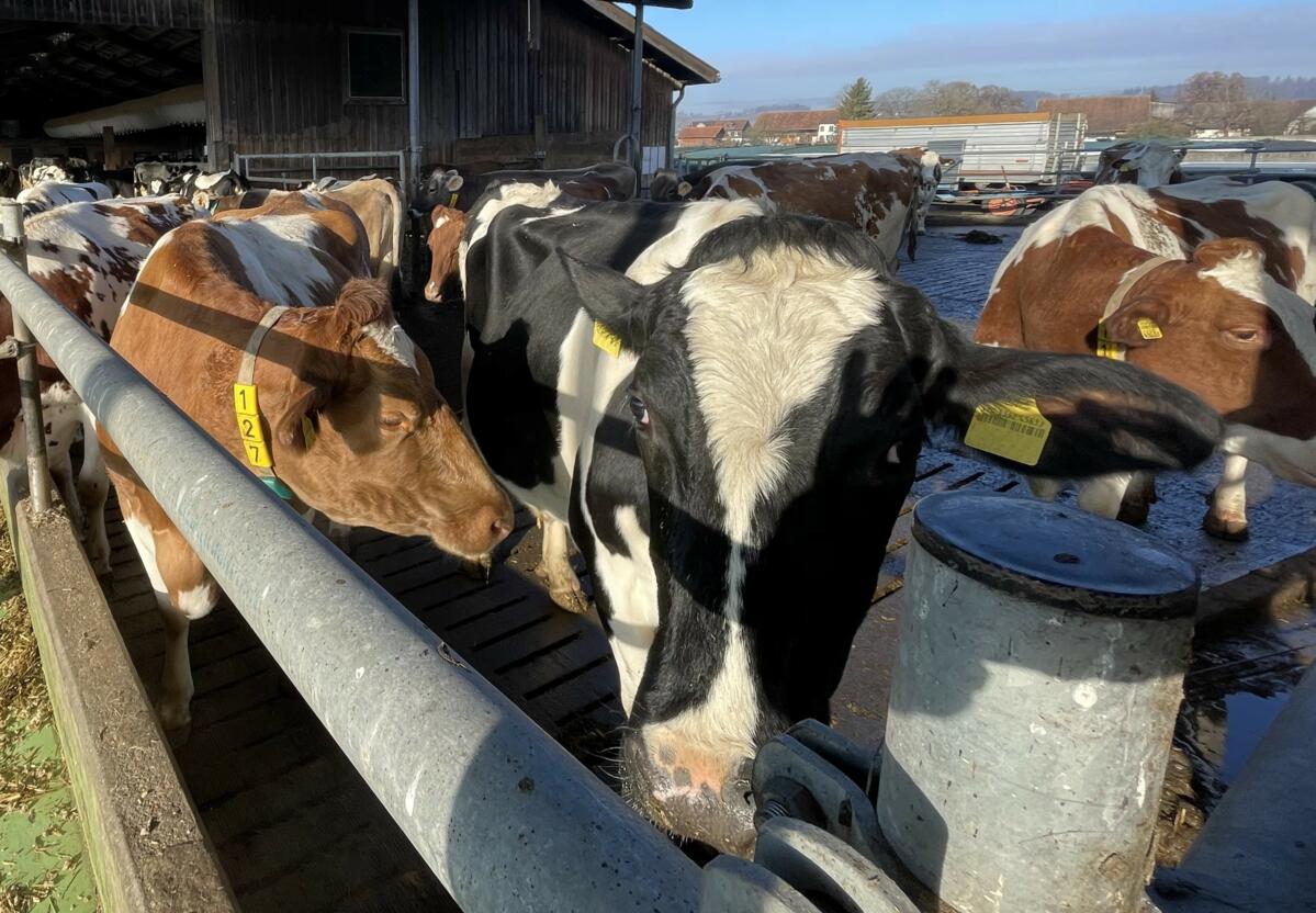 Laufhof_Kühe_cut_sg - Kopie