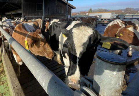 Laufhof_Kühe_cut_sg - Kopie