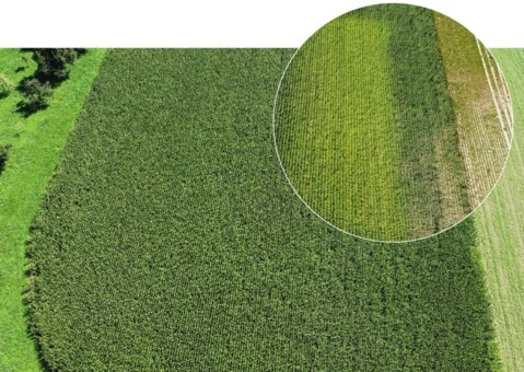 maisnet_artikelbild_weiss_d