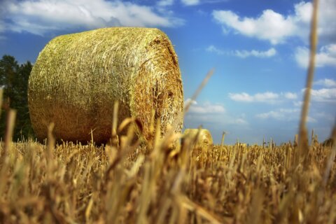 RES_0923_straw-bales-4310253