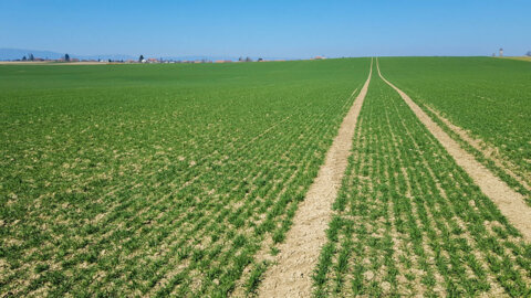 titelbild-weizen_i1200