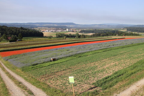 Wildensbuch Blumensamenproduktion