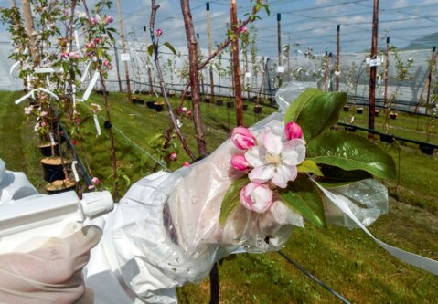 Praxisorientierte Forschung bei Agroscope: Apfelblüten werden mit Krankheitserregern besprüht
