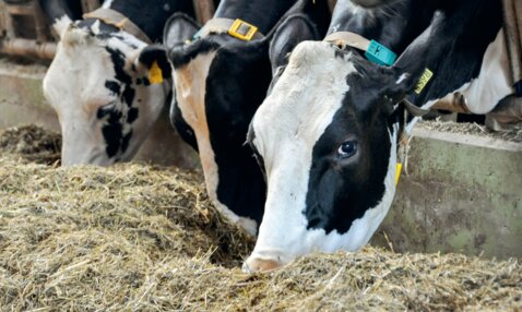 Möglichst viel aus dem Grundfutter herausholen – das Ziel einer optimalen Fütterung.