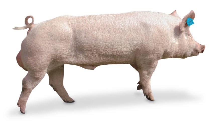 Longe de Porc Duroc, Vente Directe de Viande