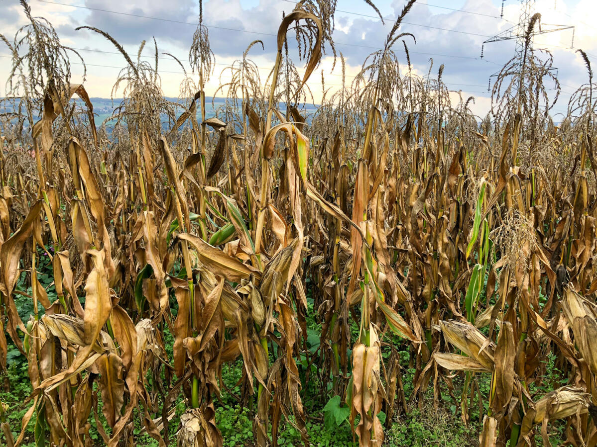 Un déficit hydrique en pleine phase de croissance laisse des traces bien visibles dans un champ de maïs. Le stress hydrique mène à une baisse du rendeme...